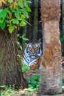 A Malayan tiger maintains a restful vigil Art Print